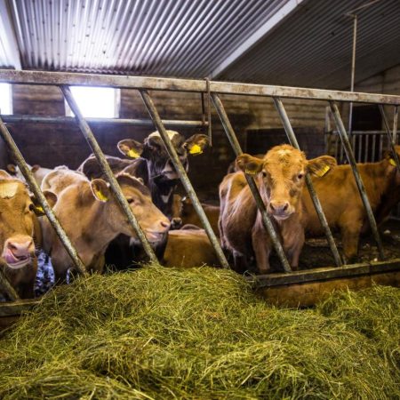 Farmhotel Efstidalur – Einzigartiges Hotel in der Nähe des Golden Circle