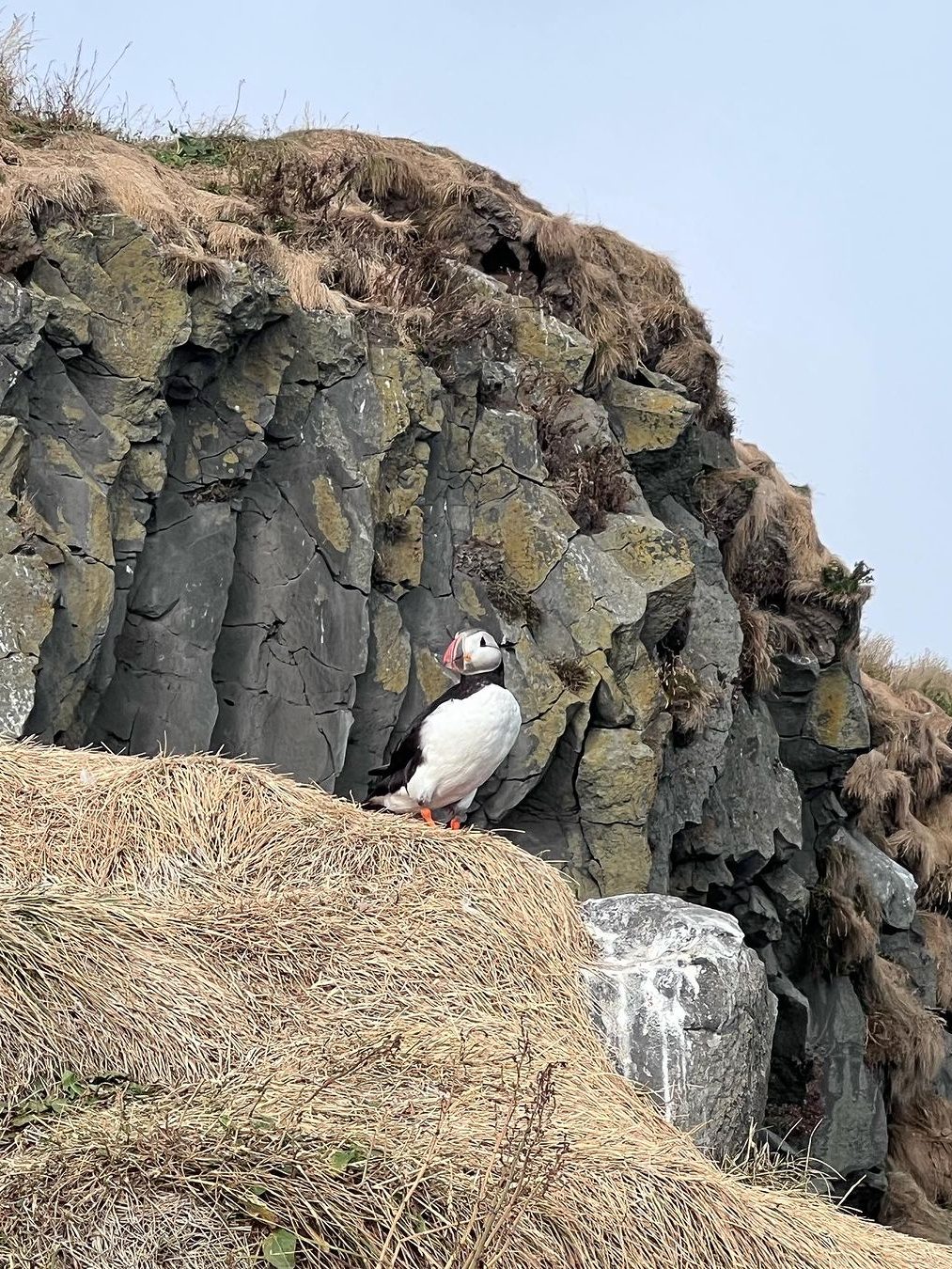 Papageientaucher Dyrhólaey Kliff Vik