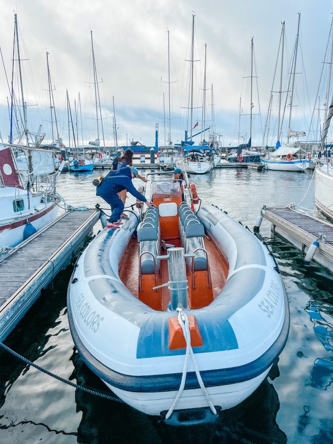 RIB-Bootfahrt Wale und Delfine beobachten